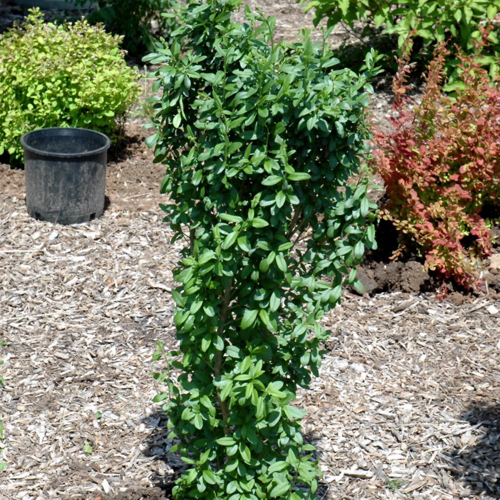 California Privet - #3 Pot