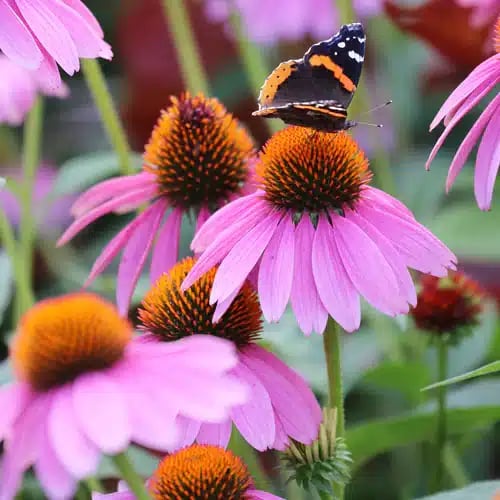 Purple Prairie Coneflower