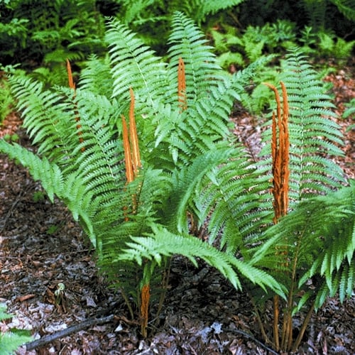 Cinnamon Fern – Casa Flora