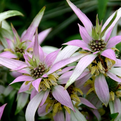 Monarda punctata 'Beebop' - Phoenix Perennials