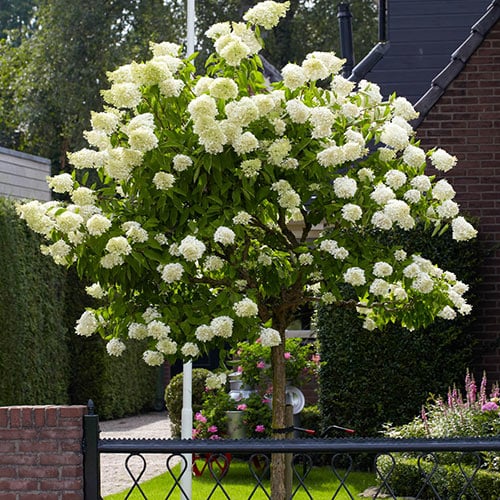 Hydrangea Tree - Hydrangea paniculata - Courville Nurseries