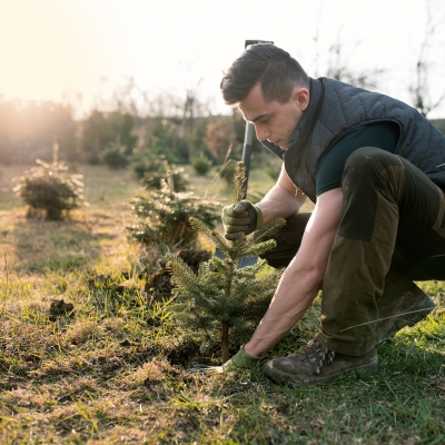 Which Trees Best Offset Global Warming?