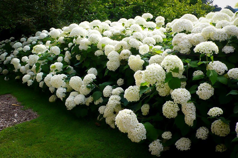 Image result for hydrangea