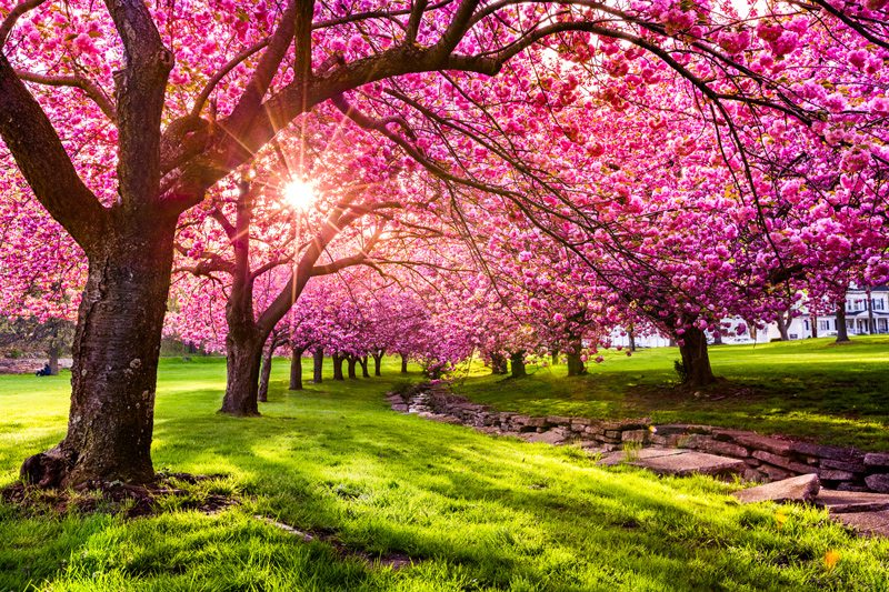 Image result for beautiful trees