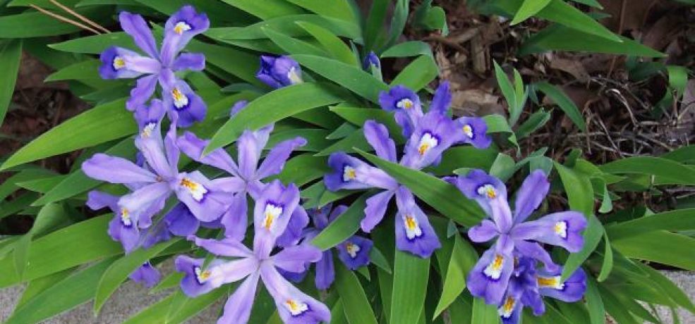 Image result for crested iris plants