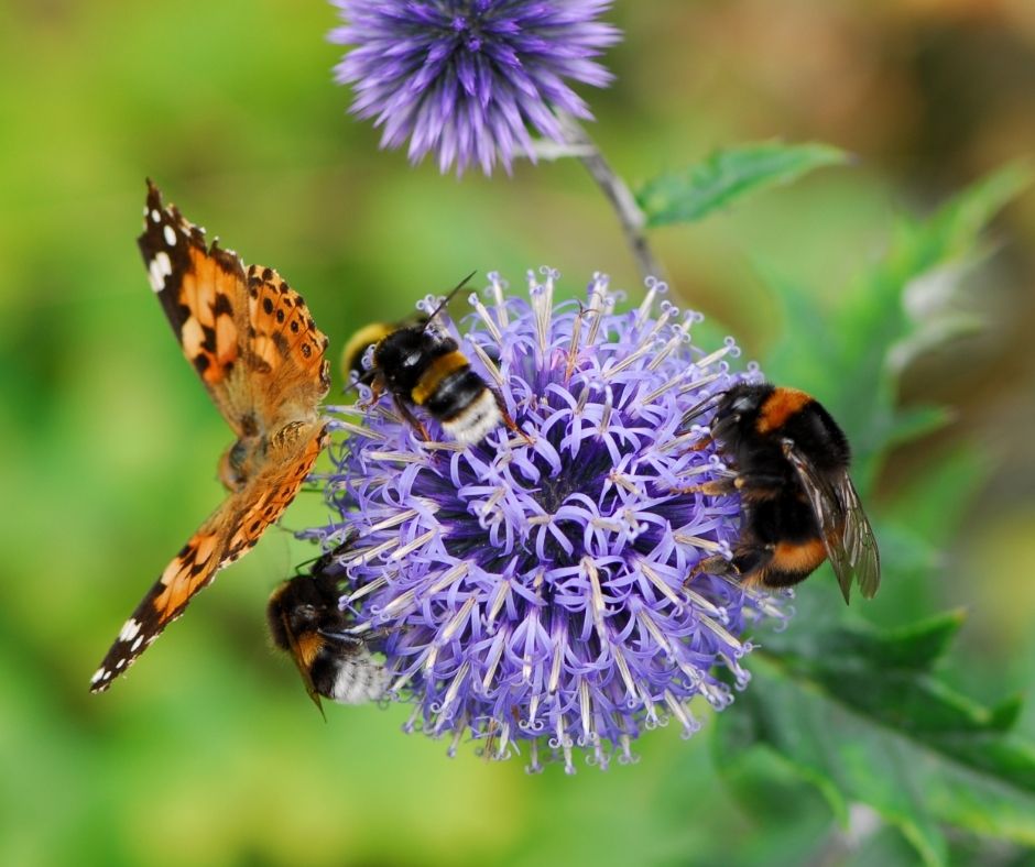 25 Ways to Attract Pollinators to Your Farms & Gardens - Carolina Farm  Stewardship Association