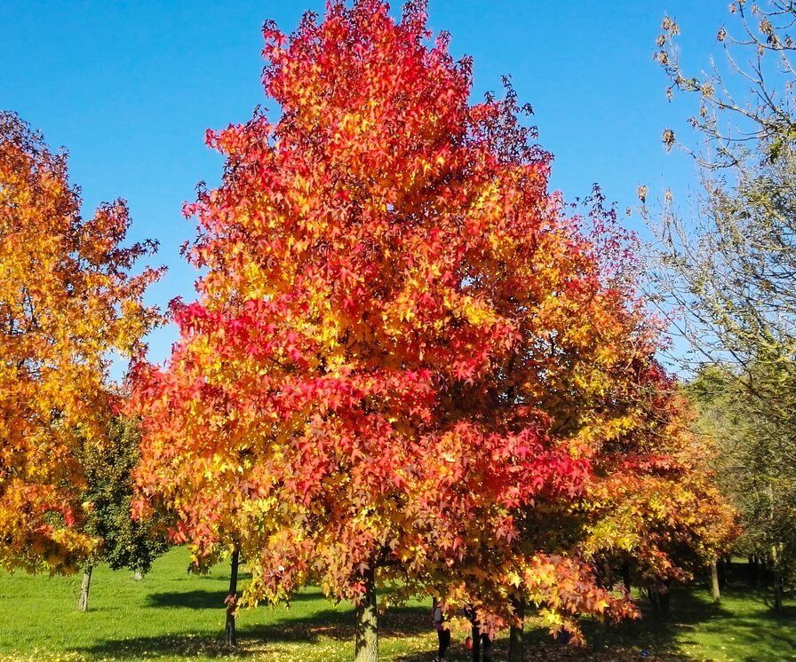 Species Spotlight - Liquidamber styraciflua (Sweet Gum) - Edge Of The Woods  Native Plant Nursery, LLC