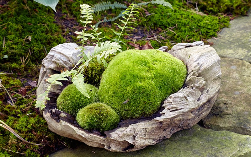Marvelous moss garden | Garden Gate