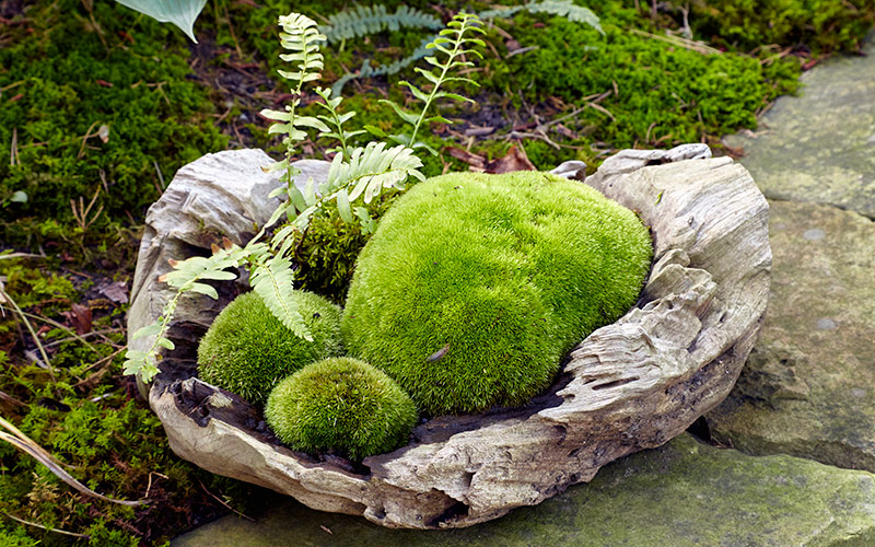 Marvelous moss garden | Garden Gate
